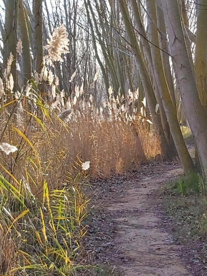 Bonita Cabana De Los Arboles En La Rioja , Durmiendo Entre Arboles Anguciana エクステリア 写真
