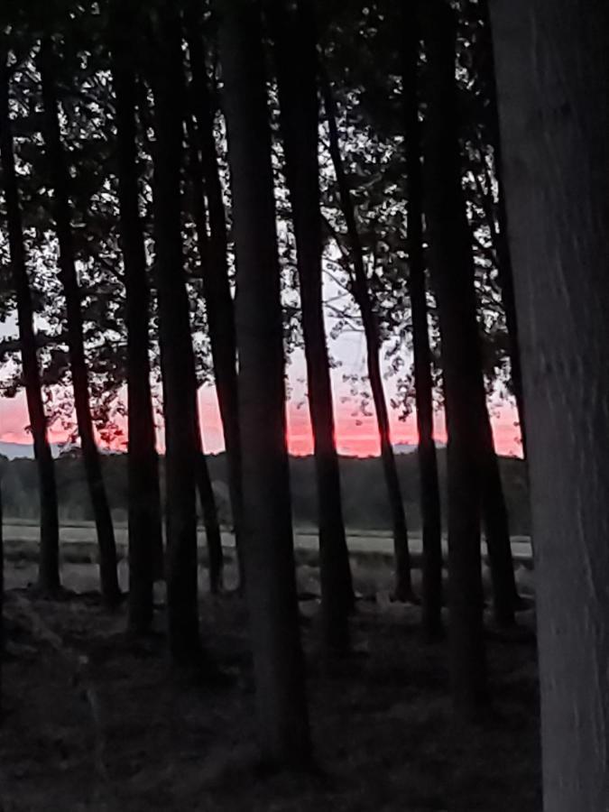 Bonita Cabana De Los Arboles En La Rioja , Durmiendo Entre Arboles Anguciana エクステリア 写真